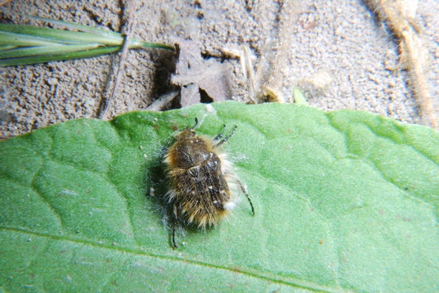 Sconosciuto: Tropinota hirta